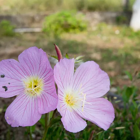 Michalos Paralía Skotínis